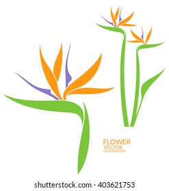 Bird Of Paradise. Tropical Flower. Vector Illustration