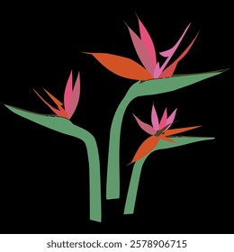 Bird of Paradise tropical flowers without leaves. Exotic hand-drawn stylized Strelitzia Reginae set. Vector illustration on dark background for fashion prints, wallpapers, decorative elements