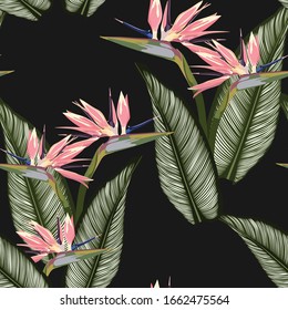 Bird of paradise tropical pink flower and leaves vector seamless pattern. Jungle exotic plant for fabric design. South African blossom flower, strelitzia. Floral wallpaper. Black backdrop.