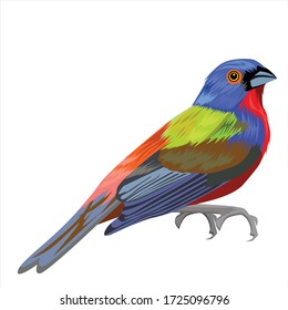 Bird of Paradise Vector Design