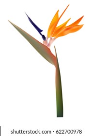 Bird of paradise vector flower on white background.