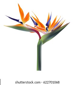 Bird of paradise vector flower on white background. 