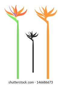 Bird of Paradise. Vector Illustration