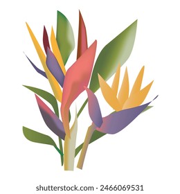 Bird of Paradise Vector Illustration