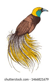 Bird of paradise vector illustration. Hand drawn bird of paradise. Colorful illustration.