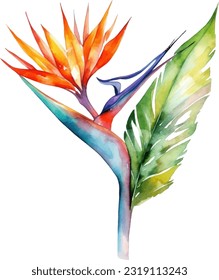 Bird of Paradise Watercolor illustration. Hand drawn underwater element design. Artistic vector marine design element. Illustration for greeting cards, printing and other design projects.