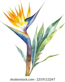 Bird of Paradise Watercolor illustration. Hand drawn underwater element design. Artistic vector marine design element. Illustration for greeting cards, printing and other design projects.