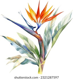 Bird of Paradise Watercolor illustration. Hand drawn underwater element design. Artistic vector marine design element. Illustration for greeting cards, printing and other design projects.