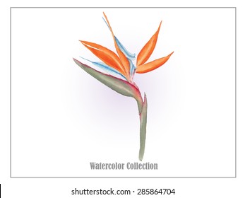 Bird Of Paradise Watercolor Vector 2