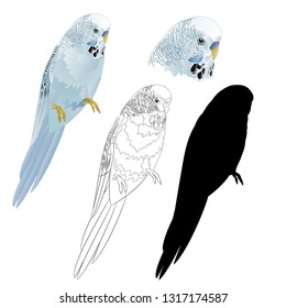 Bird parakeet Budgerigar  blue pet parakeet  or budgie or shell parakeet home pet natural and outline and silhouette on a white background vintage vector illustration editable hand draw