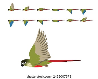 Bird Parrot Green-Cheeked Conure Parakeet Flying Animation Sequence Cartoon Vector