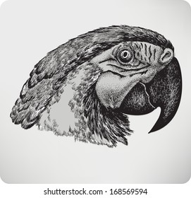 Bird parrot, hand drawing, vector illustration.