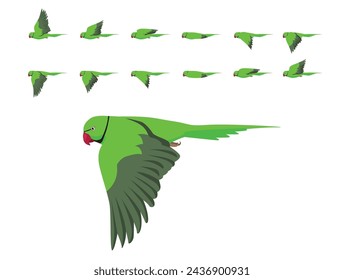 Bird Parrot Indian Ringneck Parakeet Flying Animation Sequence Cartoon Vector