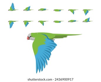 Bird Parrot Monk Parakeet Flying Animation Sequence Cartoon Vector