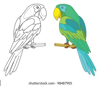 Bird parrot sits on a wooden perch, colored and black contour on white background. Vector