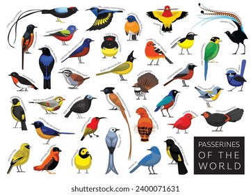 Bird Passerines of the World Set Cartoon Vector Character
