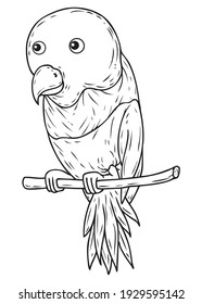 bird perch line images,animals and nature top view