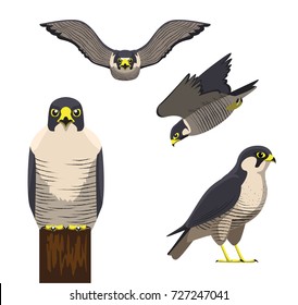 Bird Peregrine Cartoon Vector Illustration