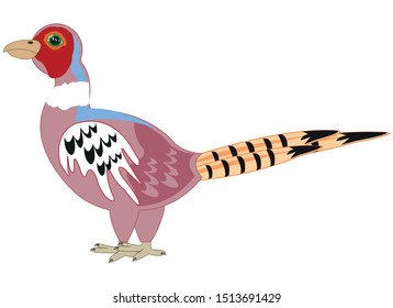 Bird pheasant on white background is insulated