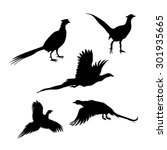 Bird pheasant vector icons and silhouettes. Set of illustrations in different poses.
