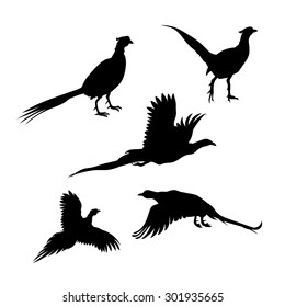 Bird pheasant vector icons and silhouettes. Set of illustrations in different poses.