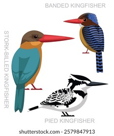 Bird Pied Kingfisher Asia Set Cartoon Vector