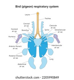 Bird (pigeon) respiratory system in ventral view. Vector illustration.