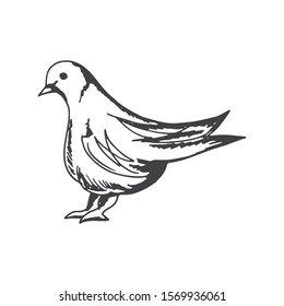 bird pigeon sitting object isolated.