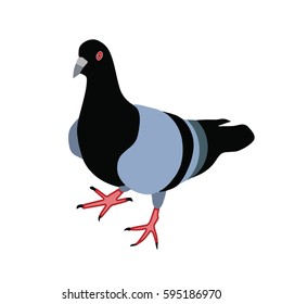 bird pigeon vector illustration isolated on white background