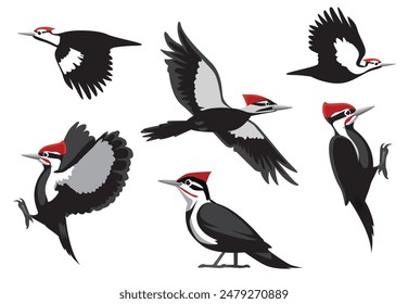 Bird Pileated Woodpecker Poses Vector Illustration