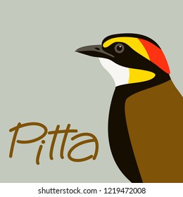 bird    pitta  head vector illustration profile view