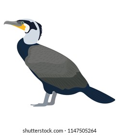 
A bird with pointed short beak in black and white color, cormorant 
