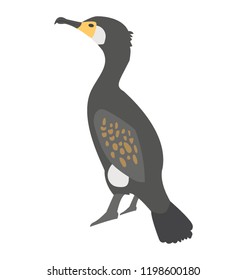 
A bird with pointed short beak in black and white color, cormorant 
