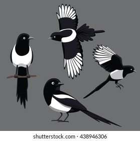 Bird Poses Black-Billed Magpie Vector Illustration