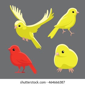 Bird Poses Domestic Canary Vector Illustration