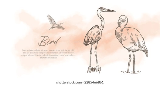 bird poster and card vintage of sketch ink drawing. bird water colour with sketch ink