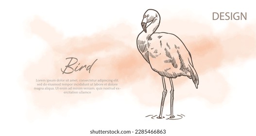 bird poster and card vintage of sketch ink drawing. bird water colour with sketch ink