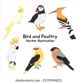 Bird and Poultry Vector Illustration Collection – Cartoon-Style Clip Art of Exotic Birds Including Cockatiel, Puffin, Hoopoe, Cockatoo, Oriole, and Bullfinch for Creative Graphic Designs