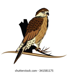 Bird Of Prey - Arabian Falcon