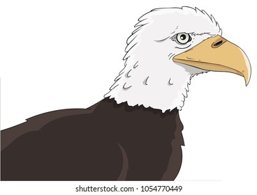 Bird of prey bald eagle head drawing