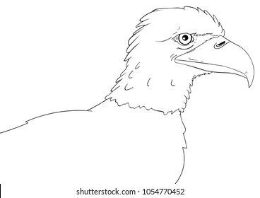 Bird of prey bald eagle outline drawing