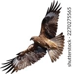 Bird of prey Black kite (Milvus migrans) flying isolated on a white background. Vector illustration