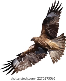 Bird of prey Black kite (Milvus migrans) flying isolated on a white background. Vector illustration