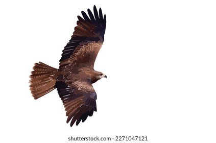 Bird of prey Black kite (Milvus migrans) flying isolated on a white background. Vector illustration