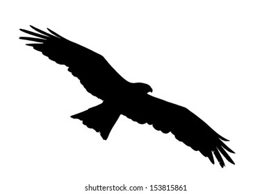 Bird of prey (black kite) soaring