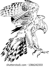 bird of prey eagle, hawk, Falcon, hand-drawn ink sketch