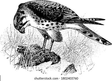 A bird of prey in the family Accipitridae. Adult male Eurasian sparrow hawks have bluish grey upperparts and orange-barred underparts; females and juveniles are brown above with brown barring below,