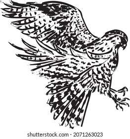 Bird of prey Red Shouldered Hawk. Hand drawn ink illustration. Vector.