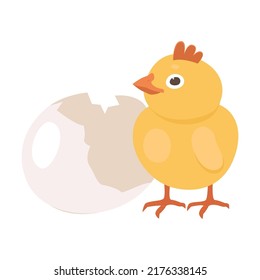 Vogelprozess. Hühnergeburt aus Ei. Flache Vektorgrafik kann für Landwirtschaft, Geflügel, Ostern verwendet werden