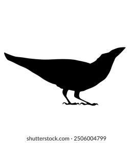 Bird Raven Crow Black Silhouette for Icon.